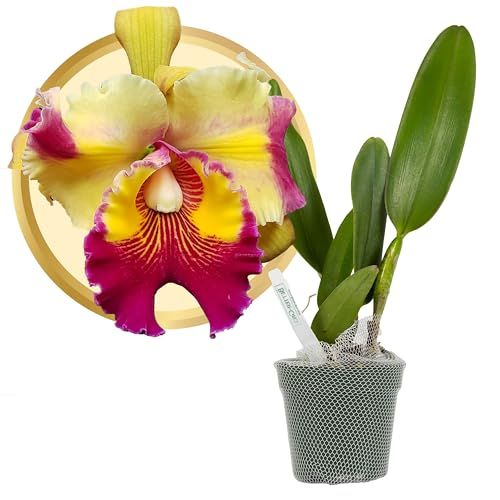 Better-Gro Cattleya Hybrid Rlc. Rose Marie Callo, 4" Live Plant, Blooms in 6-12 Months With Proper Care, Bright Yellow and Pink Blossoms With Pink Lip, Hand-Selected by Master Growers