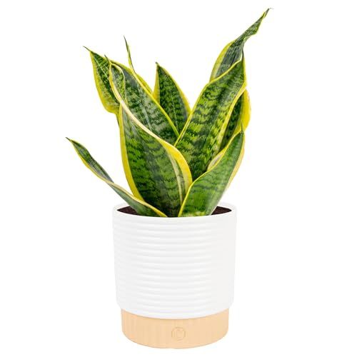 Costa Farms Snake Plant, Mother-In-Law's Tongue Live Plant in Decorative Pot, Large Easy to Maintain Indoor Succulent Houseplant Assorted Variety, Home, Room, or Office D&amp;eacute;cor, 12-20 Inches Tall