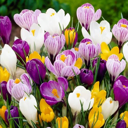 Dutch Bulbs Giant Crocus Bulb Mix, 100 Exclusive Flower Bulbs, Mix of 5 Varieties From Holland, Real Hardy and Perennial Crocus Tubers/flowers (no Seeds) for Garden, Pots and Balcony