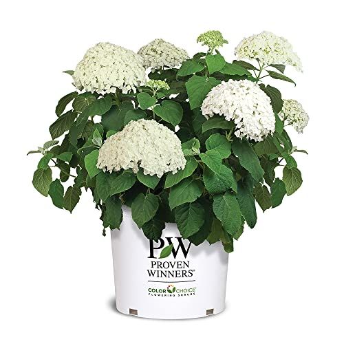 Proven Winners 5 Gal. Incrediball Hydrangea Shrub