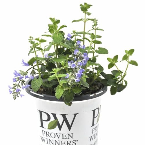 Nepeta &amp;lsquo;cat&amp;rsquo;s Pajamas&amp;rsquo;, Catmint Live Plant, Proven Winners, Fragrant, Potted Perennial That Is Ready for Planting, Not Seeds, Container Size: 4.5"