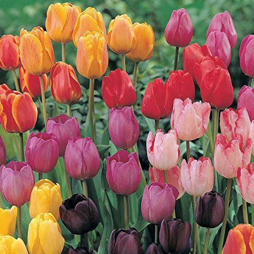 Tulip Darwin Mixed 64 Bulbs Tulipa Hardy Bulb Traditional Global Shaped Flower Heads a Riot of Spring Colour Ideal for Beds, Borders or Patio Containers by Thompson and Morgan