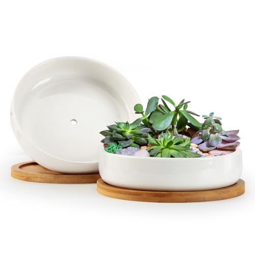 Zoutog Succulent Pots,6 Inch Succulent Planters With Drainage and Tray,white Ceramic Planters for Indoor Plants,round Shallow Flower Plant Pots,pack of 2