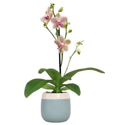 Premium Spotted Live Orchid Plant Blooming in 3.5" Blue &amp;amp; White Orchid Pot, Live Plants, Houseplant Gifts, Approx. 16" Tall, Pet Friendly Houseplants, Phalaenopsis Moth Flower by Plants for Pets