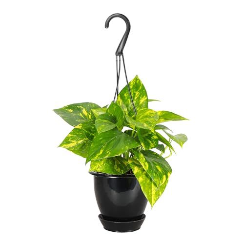 Thorsen's Greenhouse Golden Pothos, Live Indoor Vining Plant, Easy to Grow, Variegated Houseplant, Natural Air Purifier (black - Hanging, 4-Inch Pot)
