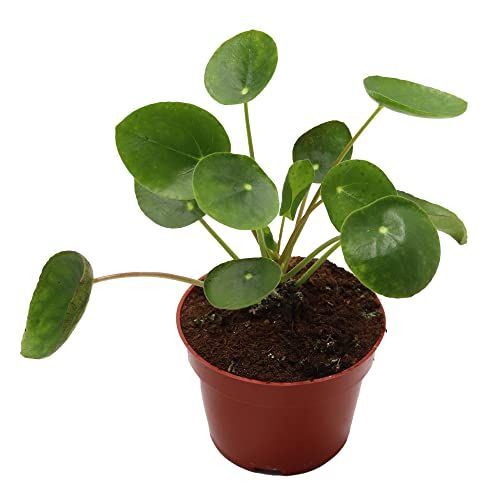 California Tropicals Rare Chinese Money Plant (pilea Peperomioides) - Live House Plant, 4 Inch Pot for Easy Care, Perfect for Office, Home &amp;amp; Feng Shui Decor, Real Plants for Gardening