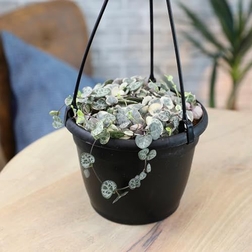 Variegated String of Hearts Hanging Basket, Ceropegia Linearis Woodii, String of Hearts Plant Live Succulents Plants Live Houseplants, House Plants Indoors Live Indoor House Plants by Plants for Pets