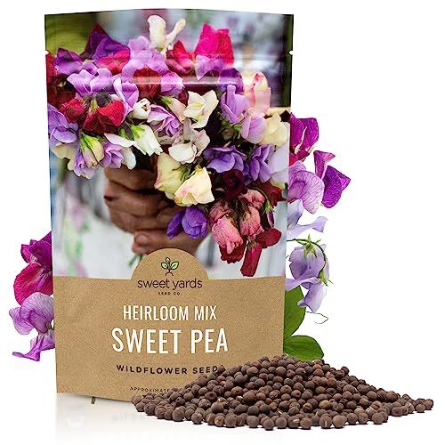 Sweet Pea Seeds Heirloom Mix - Bulk 1/4 Pound Bag - Over 1,400 Seeds - Large Fragrant Lavender, Purple, Red, Pink and White Blooms