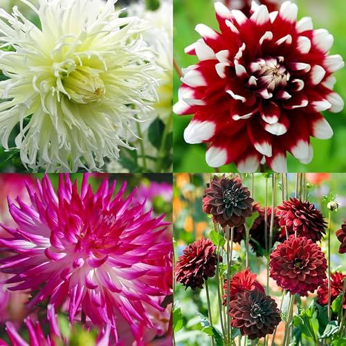 Delightful Dahlia Flower Bulb Mix (8 Pack of Top Size Bulbs) - Huge Exotic Showy Blooms - Assorted Colors - Ships From Usa