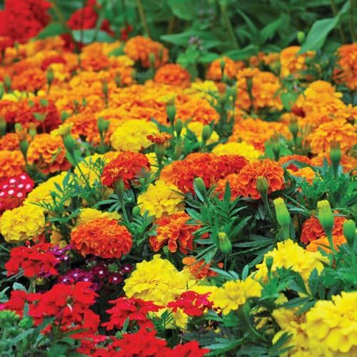 Marigold French &amp;lsquo;summer Loving Mix&amp;rsquo; Seeds &amp;ndash; Fast-Flowering, Large Double Blooms, Long-Lasting Summer Colour, Easy to Grow, Annual Flowering Mix, 1 X Packet 55 Seeds, by Suttons