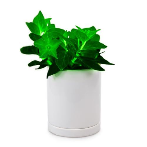 Light Bio Firefly Petunia With Ceramic Pot - World's First Bioluminescent Plant - Living Light Night Glow - Includes Ceramic Pot &amp;amp; Specialized Nutrition (1)