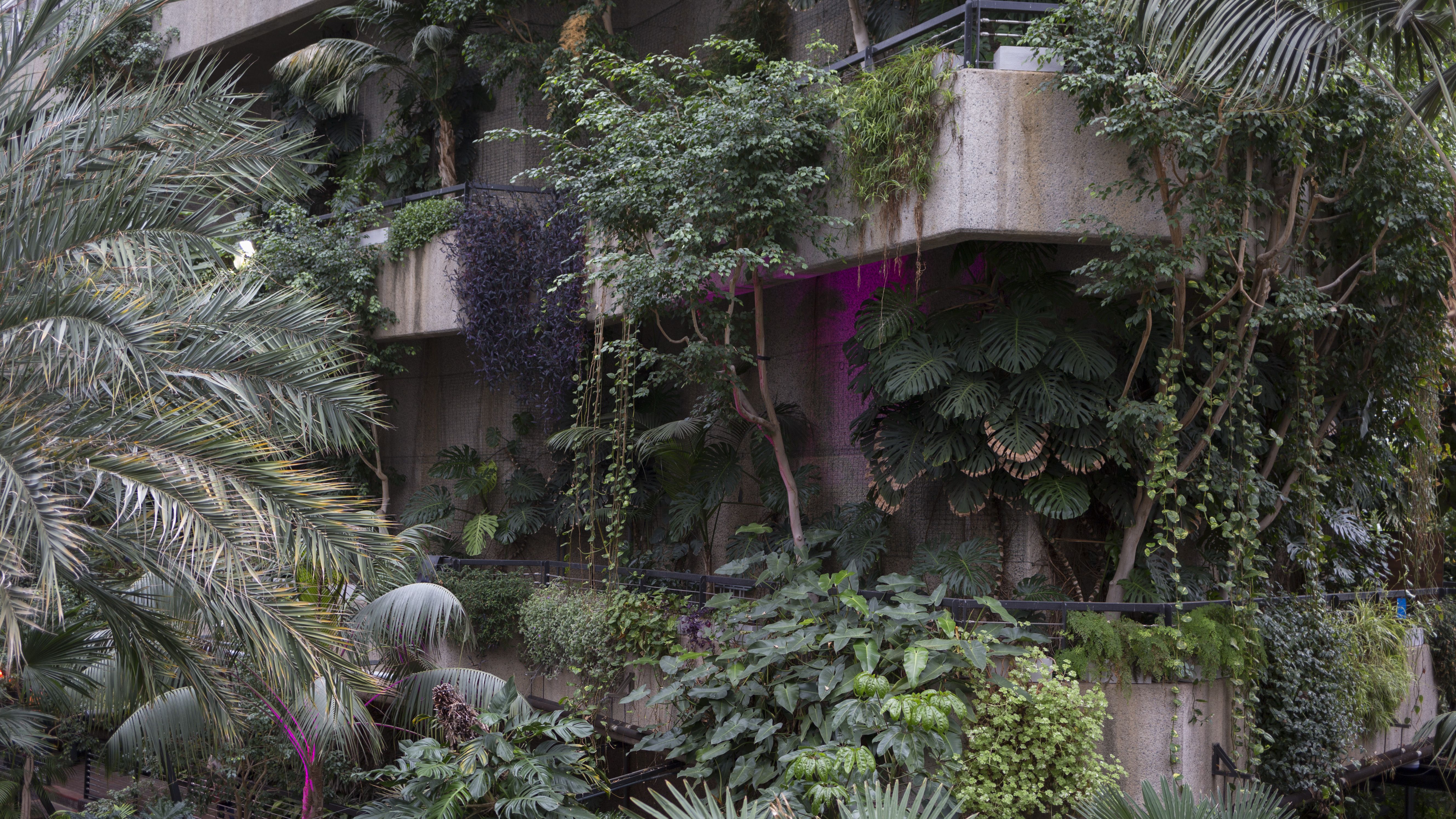 The Barbican Conservatory in the City of London, on 27th January 2019, in London, England. The conservatory houses more than 2000 species of plants and trees, as well as terrapins and koi carp. Admission to the conservatory is free but public opening times are very limited; currently only afternoons on Sundays and some Bank holiday Mondays. Opening days and times are given on the Barbican website. (Photo by Richard Baker / In Pictures via Getty Images)