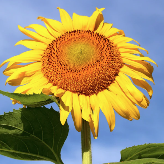 Botanical Interests, Mammoth Sunflower