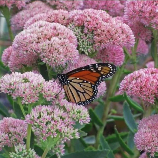 Autumn Joy Sedum