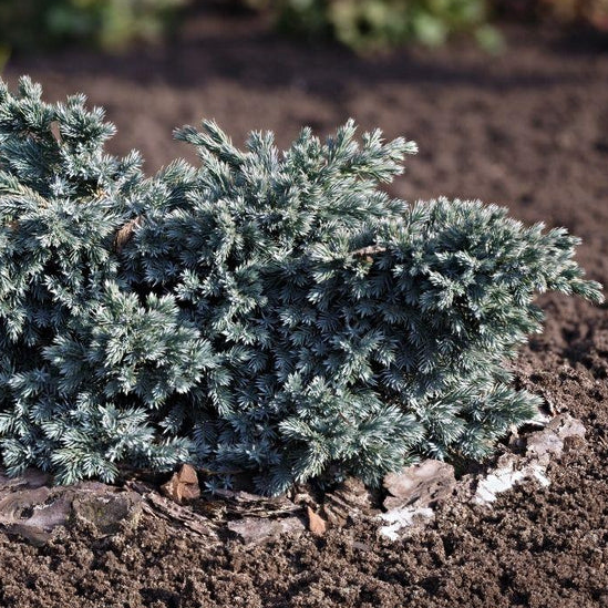 Blue Star Juniper - 1 Gallon Pot