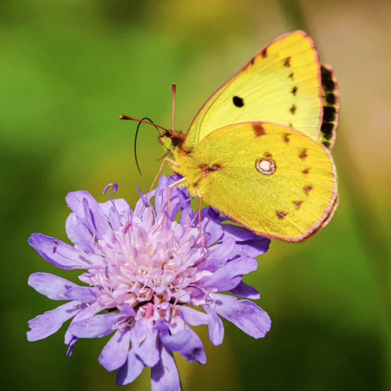 Garden Goods Direct, Scabiosa Butterfly Blue - 1 Quart Pot