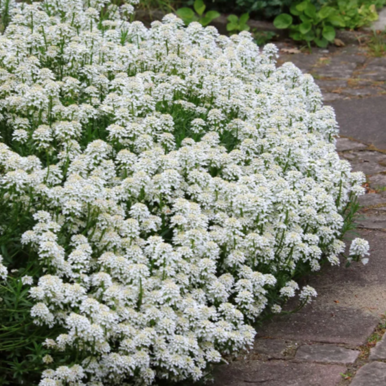 Perennial Candytuft Snow Flurries Seeds