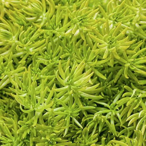 Lemon Coral Sedum
