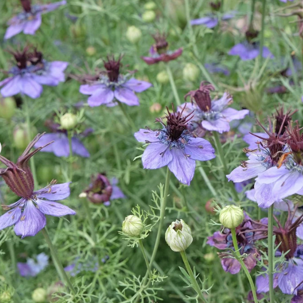 Love-In-A-Mist Delft Blue
