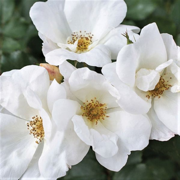 White Knock Out&amp;reg; Shrub Rose - #3 Container