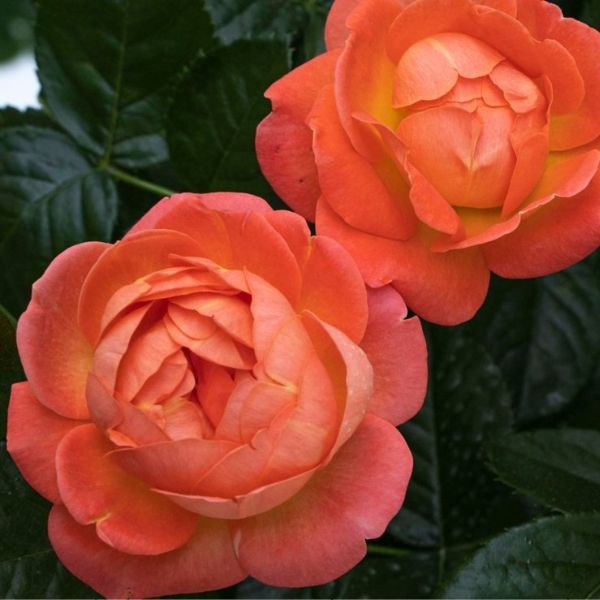 Knock Out&amp;reg; Orange Glow&amp;trade; Shrub Rose - #2 Container