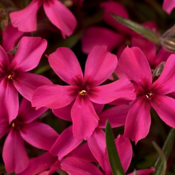Scarlet Flame Creeping Phlox - #1 Container