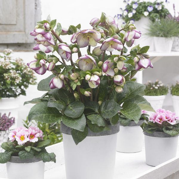 Frostkiss&amp;reg; Glenda's Gloss&amp;reg; Lenten Rose - #1 Container