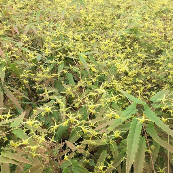 Spine Tingler Barrenwort - #1 Container