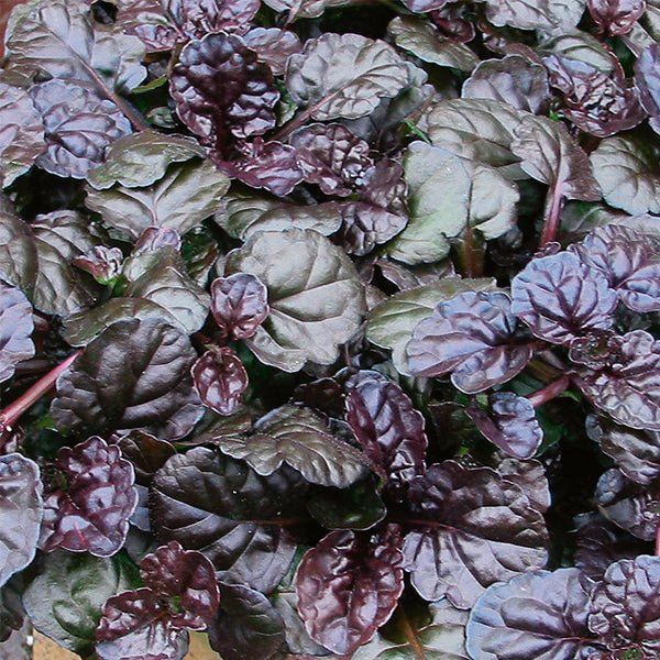 Black Scallop Ajuga - Quart Container