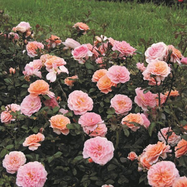 Apricot Drift&amp;reg; Groundcover Rose - #1 Container