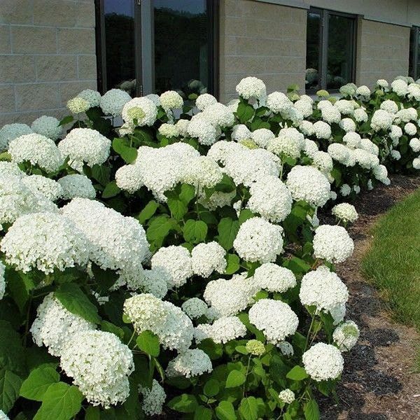 Annabelle Hydrangea - #1 Container