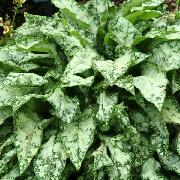 High Contrast Lungwort - #1 Container