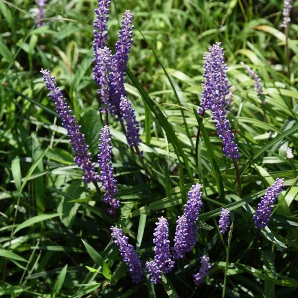 Royal Purple Lilyturf - #1 Container