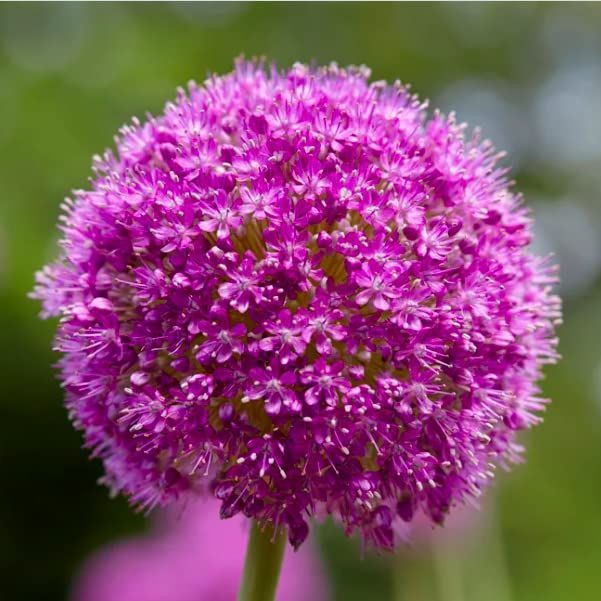 Allium Bulbs for Planting - 10 Large Bulbs - Purple Sensation Plant 30"- Allium Aflatunense &amp;amp; Serendipity Flower for Fall Planting