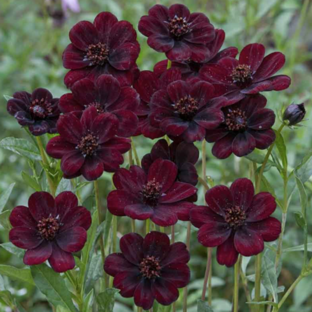 Eden Brothers, Cosmos Roots - Chocolate