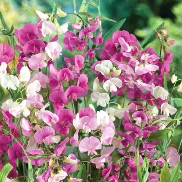 Everlasting Pea Seeds, Mixed