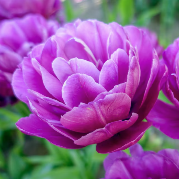 Double Spectacle Peony Tulip Bulbs