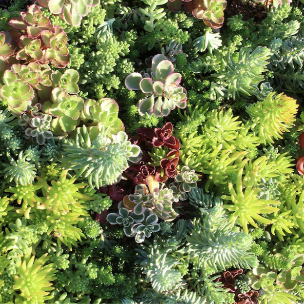 Assorted Sedum Groundcover Mat