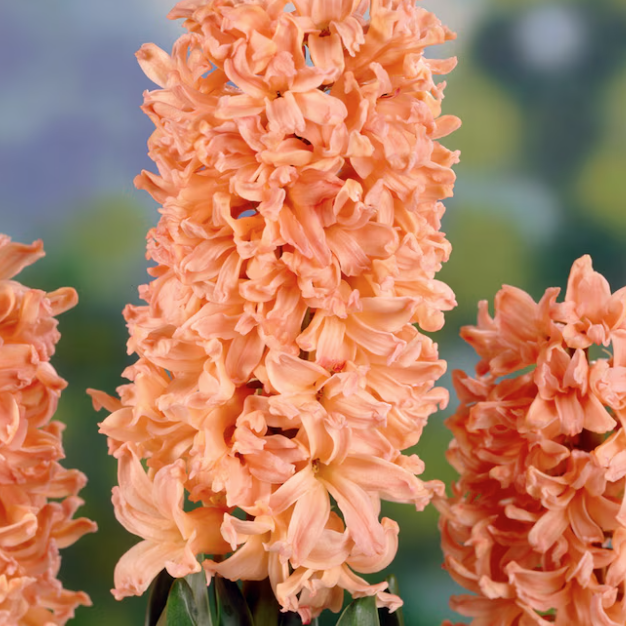 Gipsy Queen Hyacinths