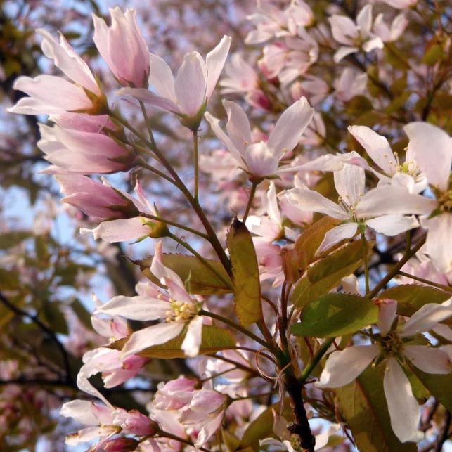 pink flowering tree