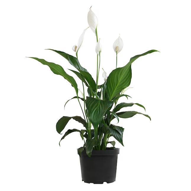 Lowe's peace lily