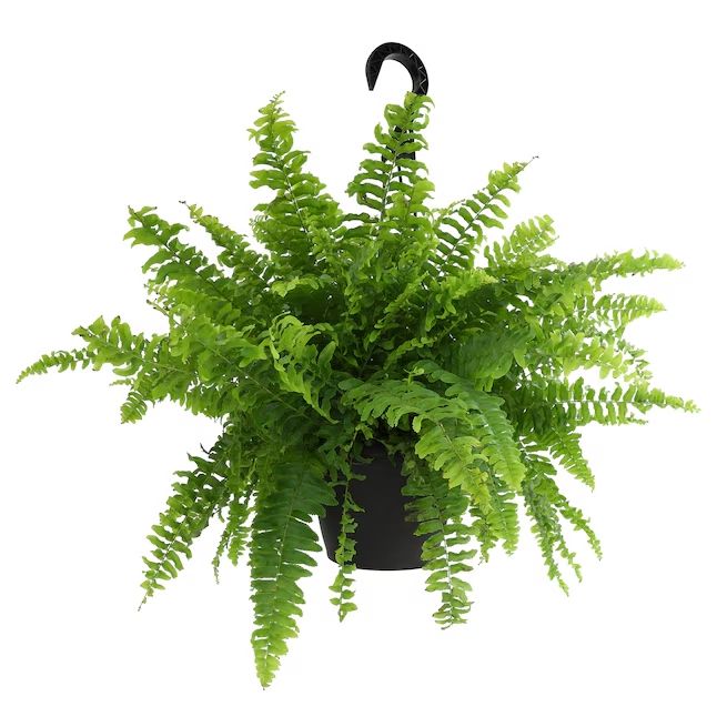 Lowe's Boston fern