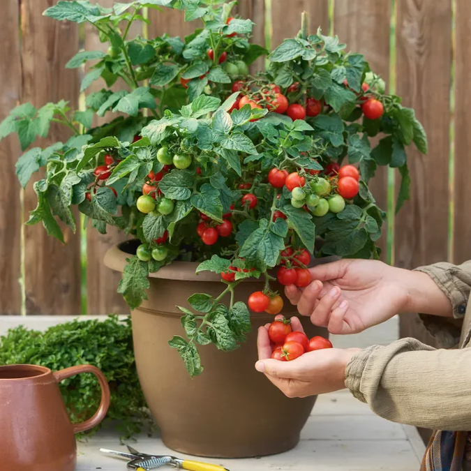 Veranda Red Tomato Seeds &amp;amp; Plant