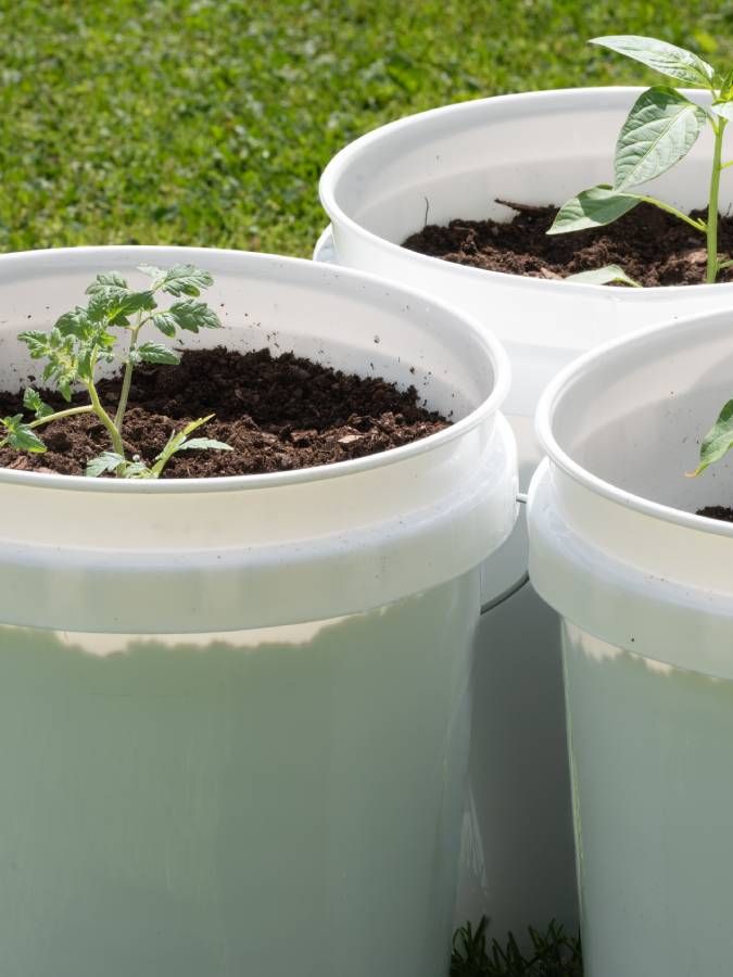 Small plants growing in 5-gallon buckets
