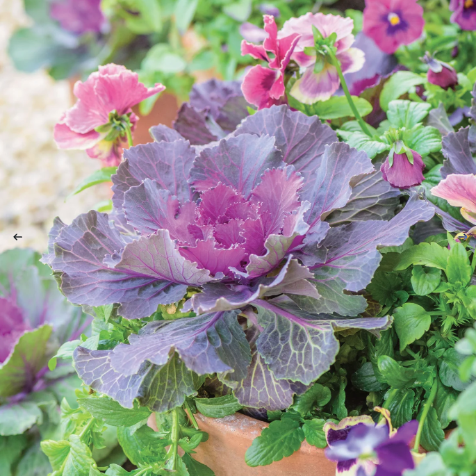 Burpee.com, Song Bird Red Ornamental Kale - 4 Plants