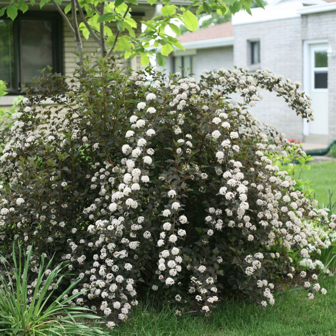 Physocarpus Summer Wine® Ninebark