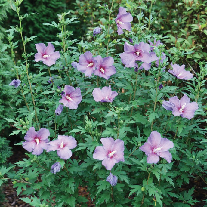 Hibiscus Paraplu Violet® Rose of Sharon