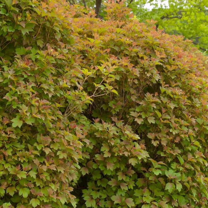 Bailey Compact American Cranberrybush