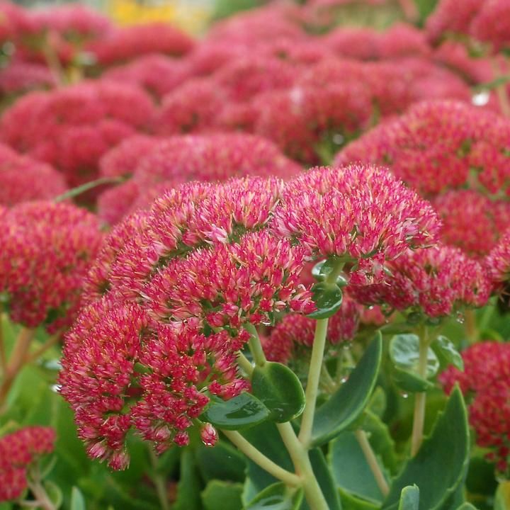 Autumn Joy Stonecrop Sedum