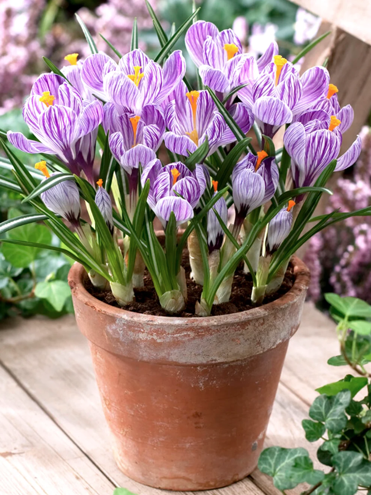 DutchGrown, 25 Crocus Pickwick Bulbs